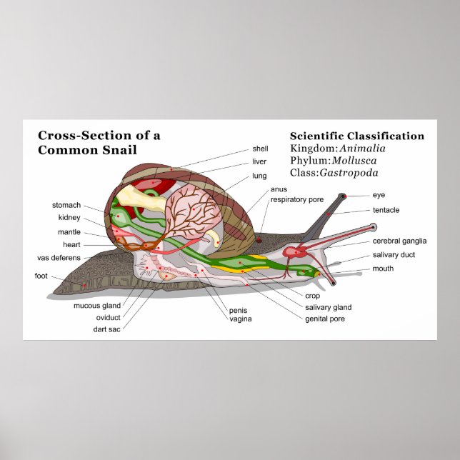 Diagram of a Common Garden Snail (Helix aspersa) Poster (Front)