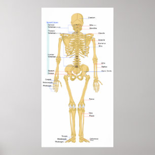 Diagram of a Human Female Skeleton Back View Poster