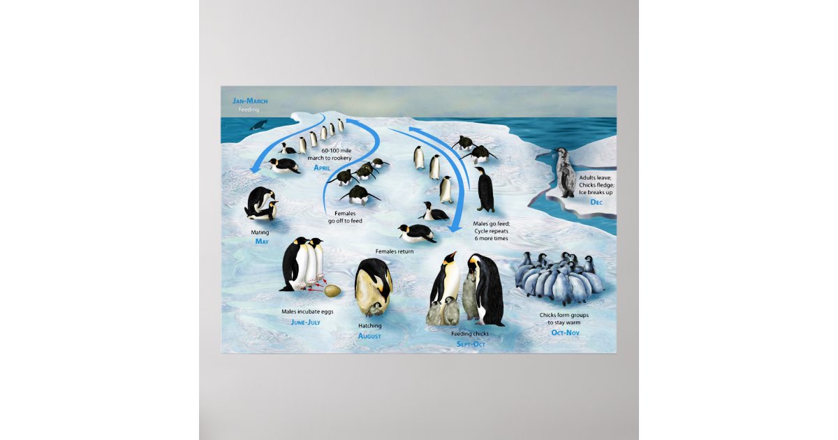 Diagram of a Life Cycle of the Emperor Penguin Poster | Zazzle.com.au