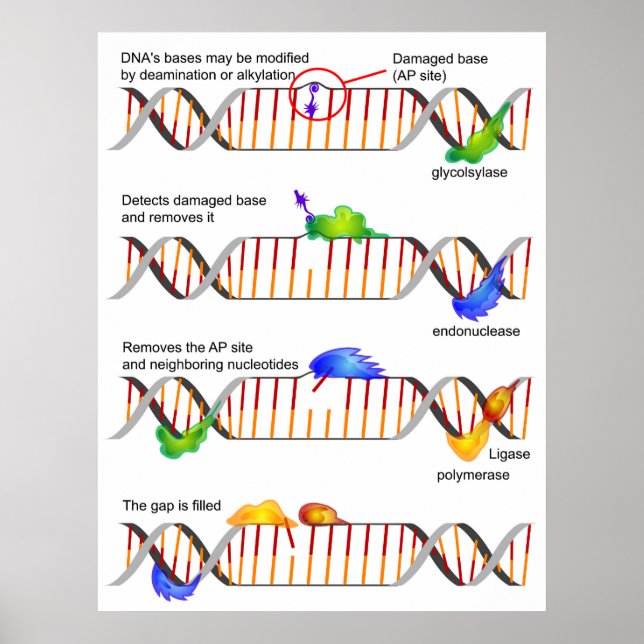 Diagram of a Simple DNA Base Excision Repair Poster (Front)