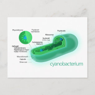 Diagram of a Typical Cyanobacteria Cell Postcard