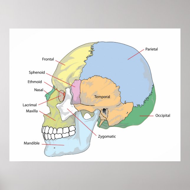 Diagram of Adult Human Skull Poster (Front)