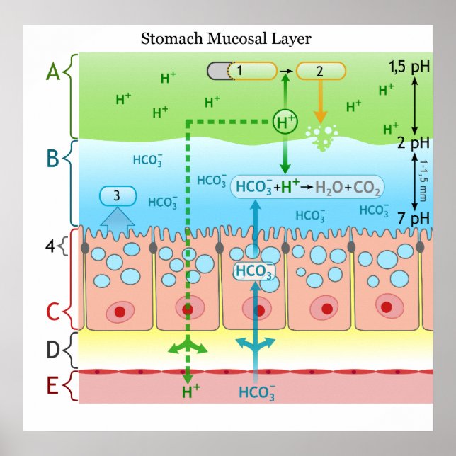 Diagram of Alkaline Mucous Layer in the Stomach Poster (Front)
