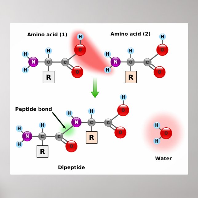 Diagram of an Amino Acid Peptide Bond Formation Poster (Front)