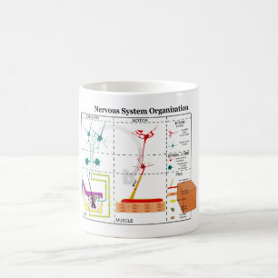 Diagram of Basic Nervous System Functions Coffee Mug