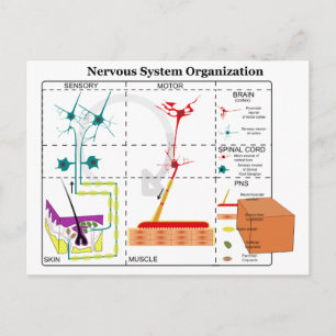 Diagram of Basic Nervous System Functions Postcard