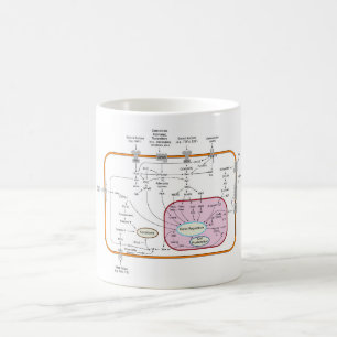 Diagram of Cell Gene Signal Transduction Pathways  Coffee Mug