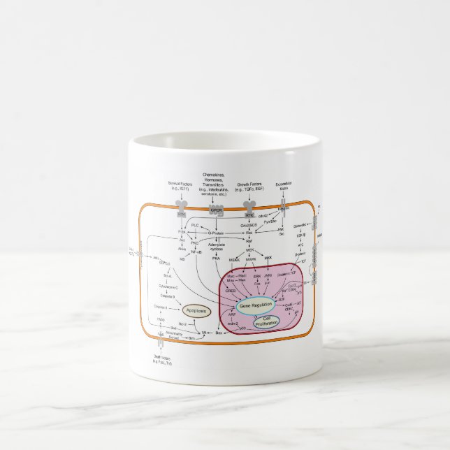 Diagram of Cell Gene Signal Transduction Pathways  Coffee Mug (Center)