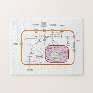 Diagram of Cell Gene Signal Transduction Pathways Jigsaw Puzzle