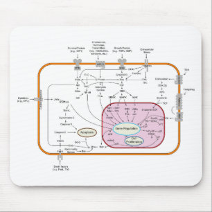 Diagram of Cell Gene Signal Transduction Pathways  Mouse Pad