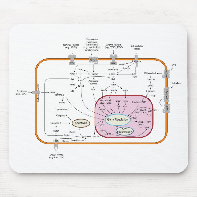Diagram of Cell Gene Signal Transduction Pathways  Mouse Pad (Front)