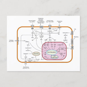 Diagram of Cell Gene Signal Transduction Pathways Postcard