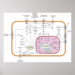 Diagram of Cell Gene Signal Transduction Pathways Poster