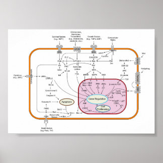 Diagram of Cell Gene Signal Transduction Pathways Poster