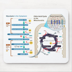 Diagram of Cellular Respiration Glycolysis Chart Mouse Pad