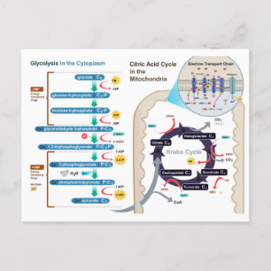 Diagram of Cellular Respiration Glycolysis Chart Postcard