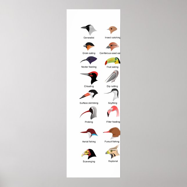 Diagram of Different Bird Beak Adaptations Poster (Front)