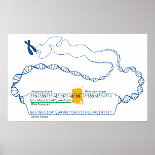 Diagram of DNA Transcription Creating an RNA Copy Poster