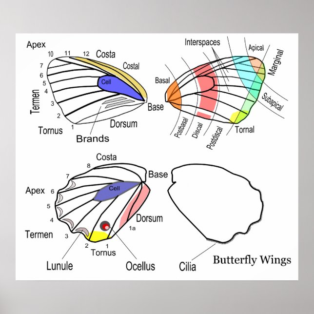 Diagram of Each Section of Butterfly Wings Poster (Front)