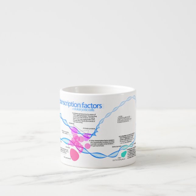 Diagram of gene transcription factors espresso cup (Front)