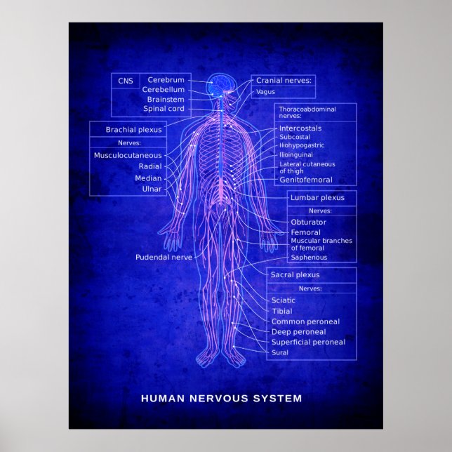 DIAGRAM of HUMAN NERVOUS SYSTEM - BLUEPRINT Poster (Front)