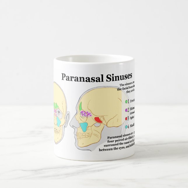 Diagram of Human Paranasal Sinuses Coffee Mug (Center)
