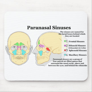Diagram of Human Paranasal Sinuses Mouse Pad
