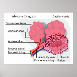Diagram of Mammalian Alveolus of the Lungs Poster