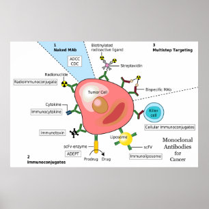 Diagram of Monoclonal Antibodies for Cancer Poster