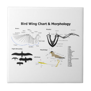 Diagram of the Anatomy of Bird Wings Ceramic Tile