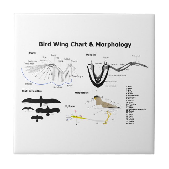 Diagram of the Anatomy of Bird Wings Ceramic Tile (Front)