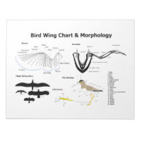 Diagram of the Anatomy of Bird Wings