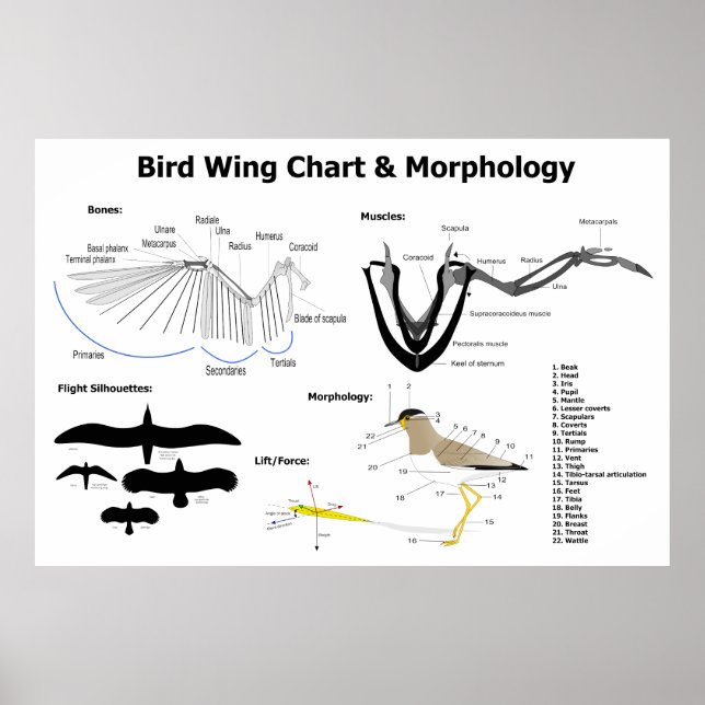 Diagram of the Anatomy of Bird Wings Poster (Front)
