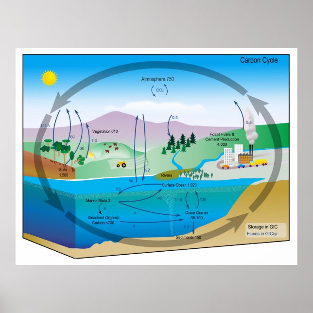 Diagram of the Biogeochemical Carbon Cycle Poster (Front)