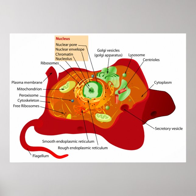 Diagram of the Cell Structure of an Animal Cell Poster (Front)