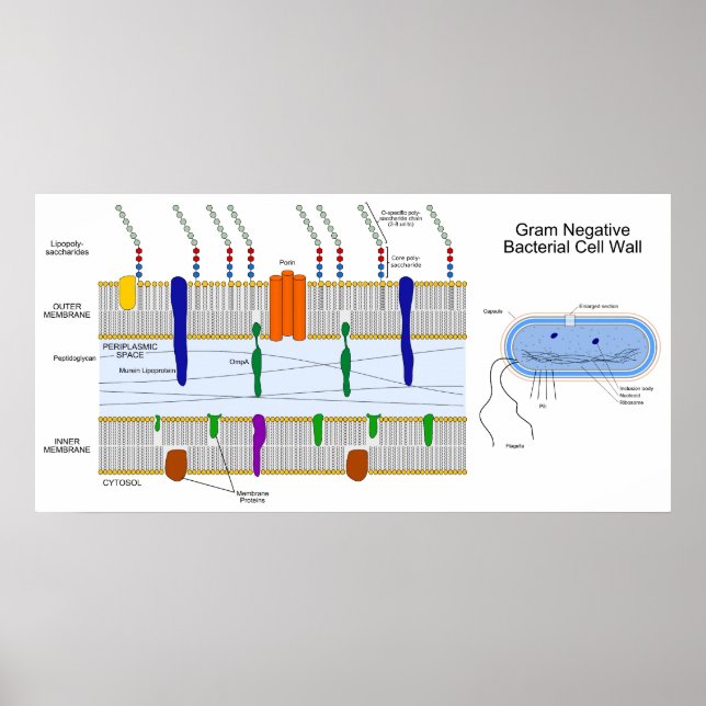 Diagram of the Gram Negative Bacteria Cell Wall Poster (Front)