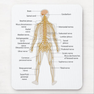 Diagram of the Human Body's Nervous System Mouse Pad