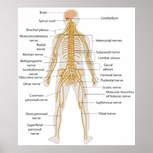 Diagram of the Human Body's Nervous System Poster