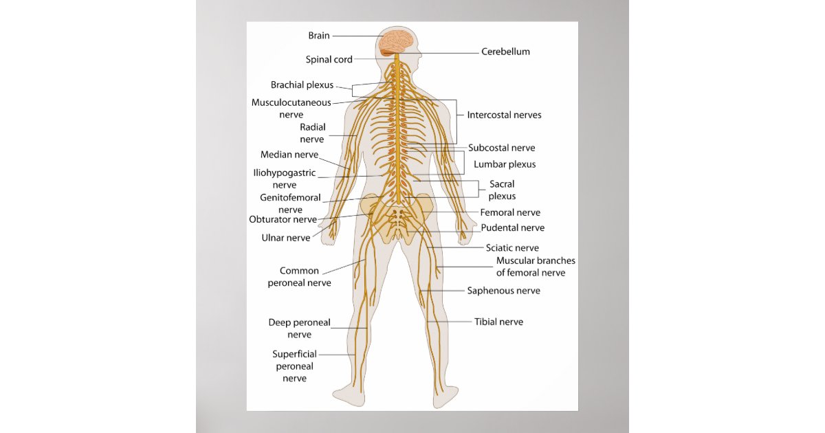 Diagram of the Human Body's Nervous System Poster | Zazzle.com.au
