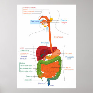 Diagram of the Human Digestive System Poster