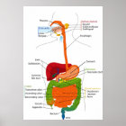 Diagram of the Human Gastrointestinal Tract