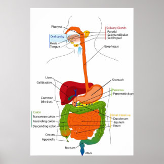 Diagram of the Human Gastrointestinal Tract Poster