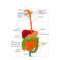 Diagram of the Human Gastrointestinal Tract