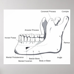 Diagram of the Human Mandible of the Skull Poster