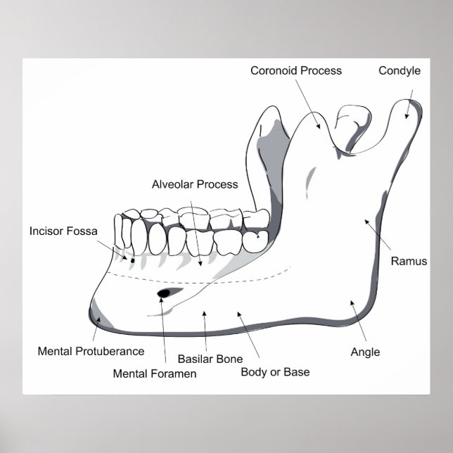 Diagram of the Human Mandible of the Skull Poster (Front)