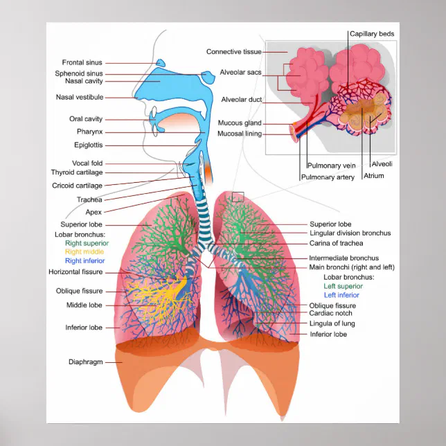 Respi System Diagram of the Human Respiratory System Poster | Zazzle