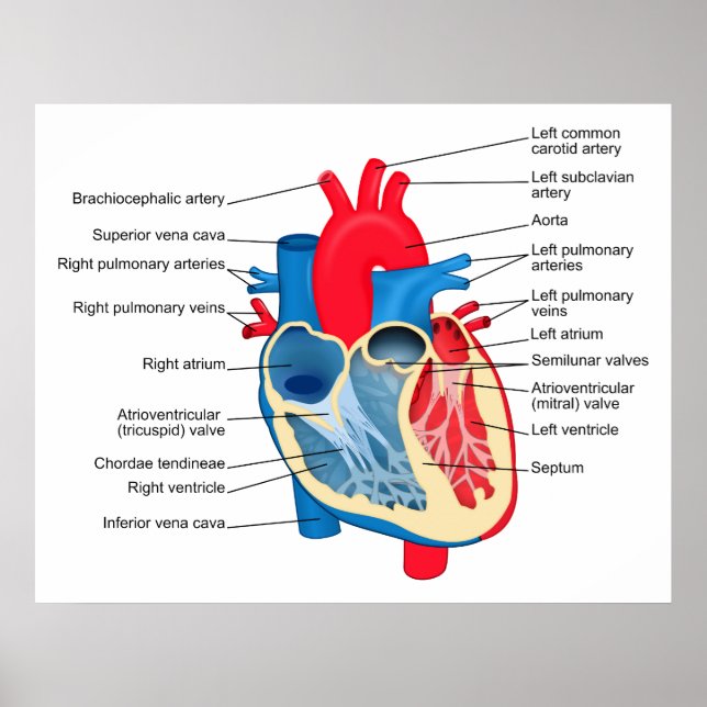 Diagram of the Individual Parts of the Human Heart Poster (Front)