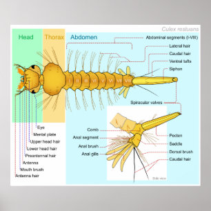 Diagram of the Larva of a Mosquito Culex Restuans Poster