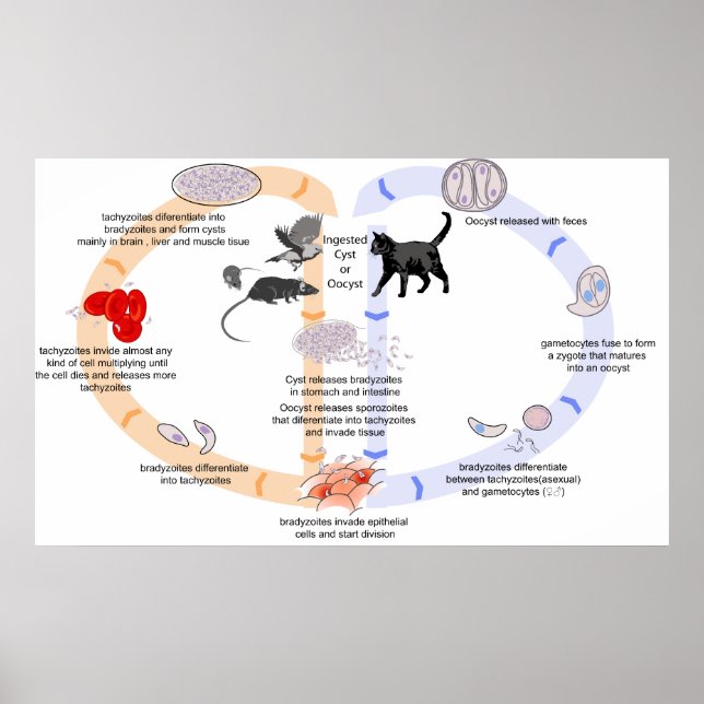 Diagram of the Life Cycle of Toxoplasma Gondii Poster (Front)