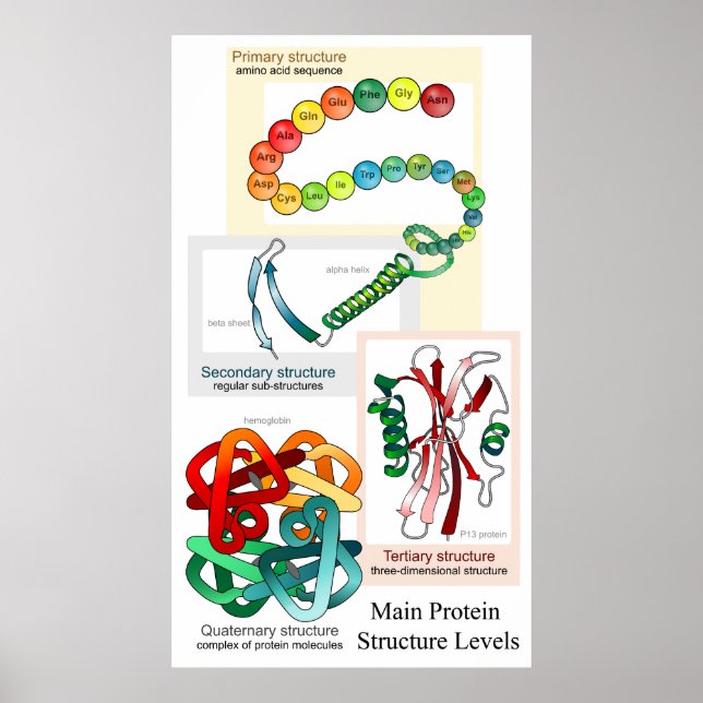 Diagram of the Main Protein Structure Levels Poster (Front)
